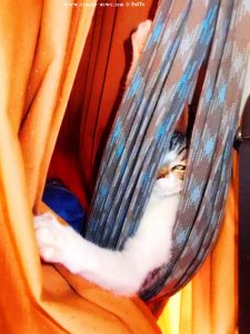 Wie in einer Hängematte - Shiva in Sitges – Spain