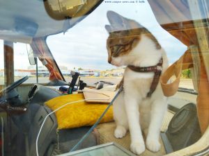 Shiva - die Camper-Katze - Sagunt – Spain
