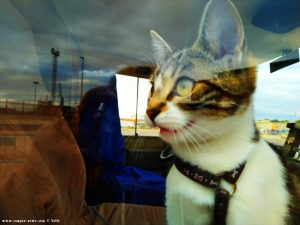 Shiva - die Camper-Katze - Sagunt – Spain