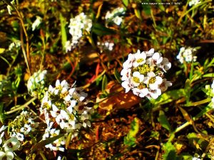 Unzählige Blümchen hier am Platja L'Almadrava – Spain