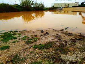 Ducks at Playa del Vivero - La Manga – Spain