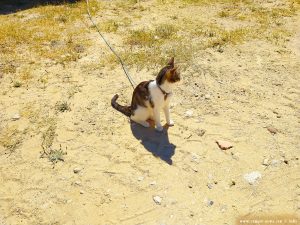 Shiva at Playa de Valdelagrana - Valdelagrana – Spain