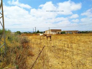 Die Stute und ihr Fohlen in Conil de la Frontera – Spain