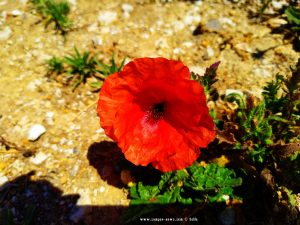 Roter Klatschmohn in Conil de la Frontera – Spain