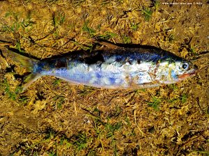 Died Fish at Playa de Valdelagrana - Valdelagrana – Spain