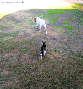 Shiva and the Dog at Playa de Valdelagrana - Valdelagrana - Spain