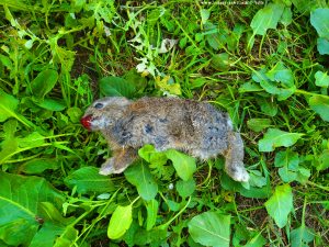 Lttle poor rabbit killed by Shiva at Playa de Valdelagrana - Valdelagrana – Spain