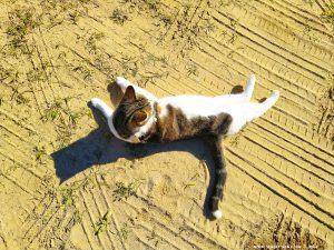 Shiva at Playa de Valdelagrana - Valdelagrana – Spain