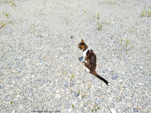 Shiva in Rocca de' Baldi – Italy