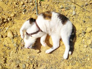 Shiva at Playa de las Palmeras - Pulpí – Spain