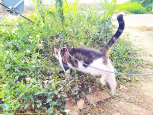 Shiva near Puerto Motril - Granada – Spain