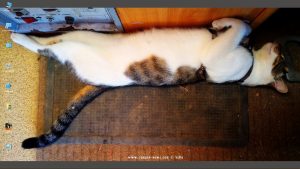 Desktop-Bild belle am 16.09.2024