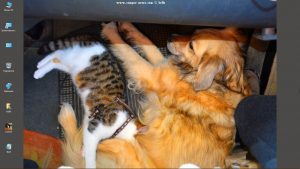 Desktop-Bild belle am 08.12.2024