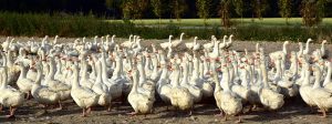 Gänse
