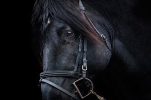 Black Beauty