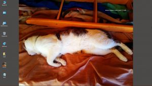 Desktop-Bild belle am 02.04.2025