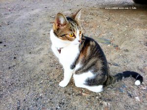 Shiva in Puerto Motril - Granada – Spain