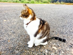 Shiva in Puerto Motril - Granada – Spain