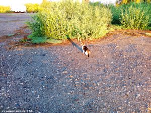 Shiva in Puerto Motril - Granada – Spain