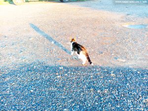 Shiva in Puerto Motril - Granada – Spain