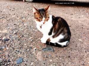 Shiva in Puerto Motril - Granada – Spain