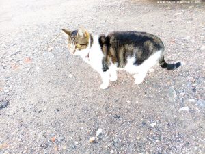 Shiva in Puerto Motril - Granada – Spain