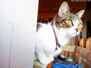 Shiva in Puerto Motril - Granada – Spain