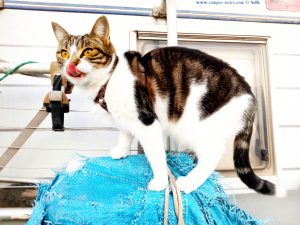 Shiva in Puerto Motril - Granada – Spain