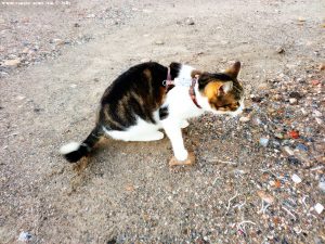 Shiva in Puerto Motril - Granada - Spain