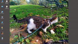 Desktop-Bild belle am 02.12.2025