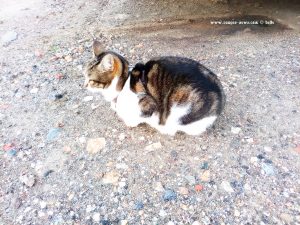 Shiva in Puerto Motril - Granada – Spain