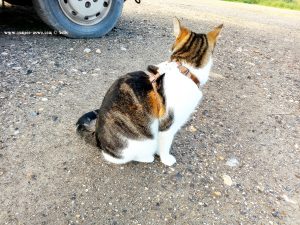 Shiva in Puerto Motril - Granada – Spain