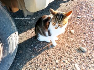 Shiva in Puerto Motril - Granada – Spain