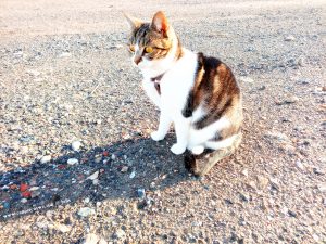 Shiva in Puerto Motril - Granada – Spain