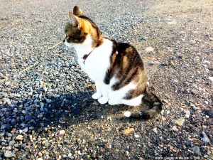 Shiva in Puerto Motril - Granada – Spain