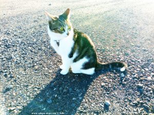 Shiva in Puerto Motril - Granada – Spain