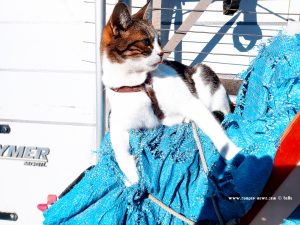 Shiva in Puerto Motril - Granada – Spain