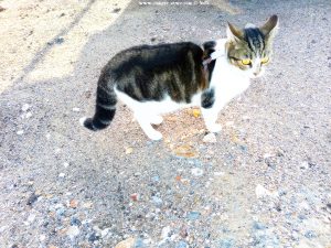 Shiva in Puerto Motril - Granada – Spain