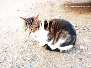 Shiva in Puerto Motril - Granada – Spain