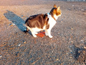 Shiva in Puerto Motril - Granada – Spain