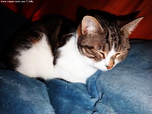 Shiva in Puerto Motril - Granada – Spain