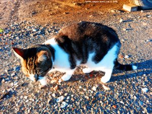 Shiva in Puerto Motril - Granada – Spain