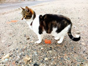 Shiva in Puerto Motril - Granada – Spain