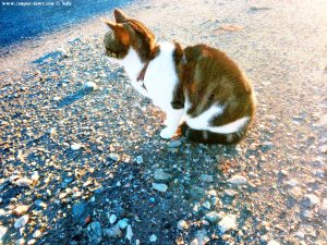 Shiva in Puerto Motril - Granada – Spain