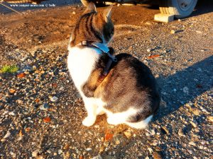 Shiva in Puerto Motril - Granada – Spain