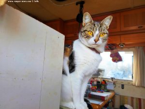 Shiva in Puerto Motril - Granada – Spain