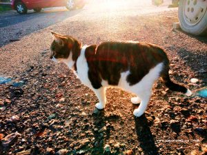 Shiva in Puerto Motril - Granada – Spain