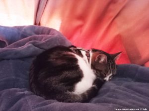 Shiva in Puerto Motril - Granada - Spain