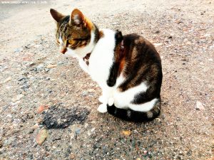 Shiva in Puerto Motril - Granada – Spain