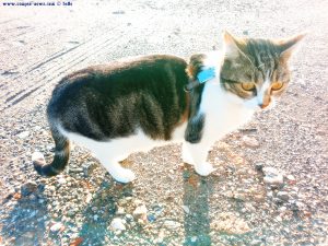 Shiva in Puerto Motril - Granada – Spain